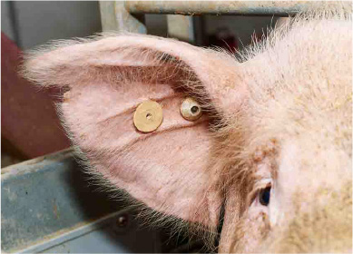 母豚の耳にICチップ